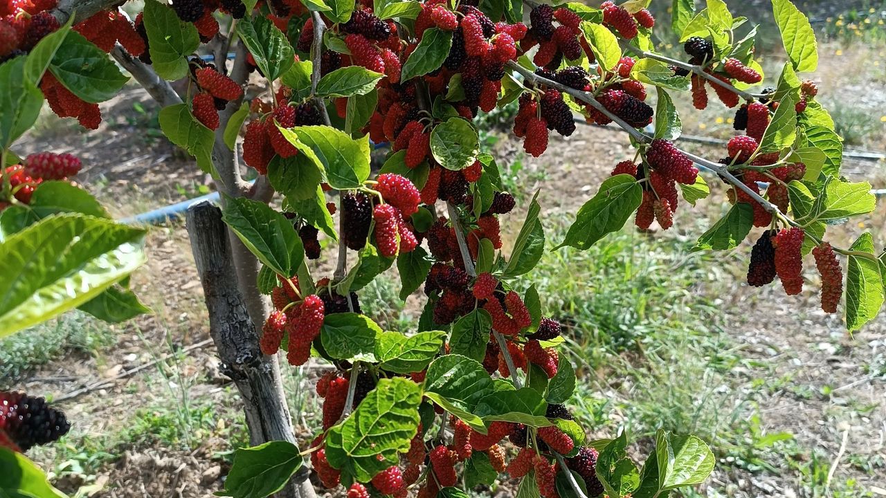 Karadut nedir?