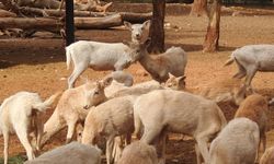 Gaziantep Zoo Parkı'nda bin 100 doğum sevinci yaşandı