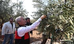 Tahmazoğlu Zeytin Hasadına Katıldı