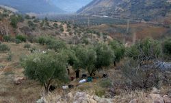 Nizip’te zeytinlik tarım arazisi icradan satışta