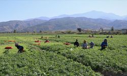 Mevsimlik tarım işçileri için ne kadar kaynak ayrıldı