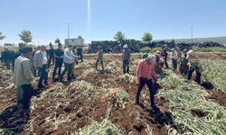 Araban'da 14 Mayıs Dünya Çiftçiler Günü sarımsak tarlasında kutlandı