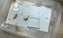 Egzotik hayvan ticaretine operasyon