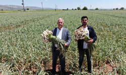 Gaziantep'te Araban sarımsağının hasadı başladı