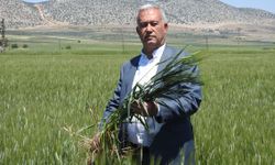 Araban'da buğday bereketi!