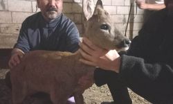 Gaziantep'te köpeklerin saldırdığı karaca tedavi edildi