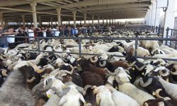 Kurban Bayramı öncesi hayvan pazarları hareketlendi
