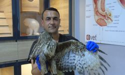 Veteriner hekim, iki ayağı ampute olan şahine sahip çıktı