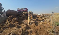 Gaziantep'te yangında mahsur kalan köpekleri jandarma kurtardı