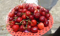 İslahiye'de kiraz hasadı başladı