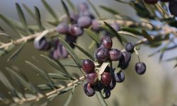 Zeytin alırken dikkat! Ambalajlı ve etiketli ürün tercih edilmeli