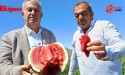 Araban'da karpuz hasadı başladı