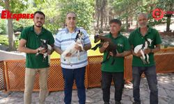 Cüce keçiler Gaziantep’te ilgi odağı oldu