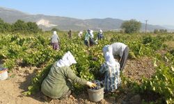 Gaziantep'te üzüm hasadına başlandı