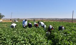 Gaziantep'te sebze hasadı başladı