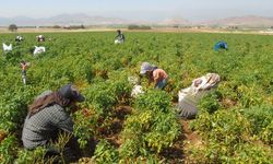 İslahiye’de sofralık kırmızı biber hasadı başladı