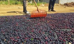 Gaziantep'in tescilli üzümleri kışa hazırlanıyor