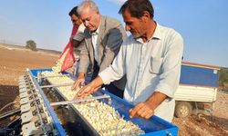 Araban sarımsağı için mesai başladı