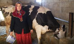Belediyeden aldığı ineklerden sıfır kilometre araç sahibi oldu