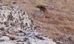 Nesli tükenme tehlikesi altında olan çizgili sırtlan görüldü