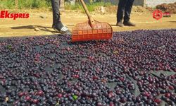 Gaziantep'in tescilli üzümleri kışa hazırlanıyor
