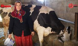 Belediyeden aldığı ineklerden sıfır kilometre araç sahibi oldu