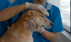 Kadıköy Veteriner Rehberi 2025: Kedi Ve Köpekler İçin En İyi Klinikler