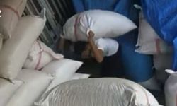 7 çuval fıstık çaldı, polislerden kaçamadı