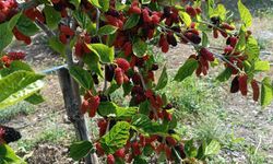 Karadut nedir?