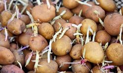 Filizlenmiş patates yenir mi?