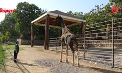 Gaziantep'te zürafalara sevgiyle bakıyor