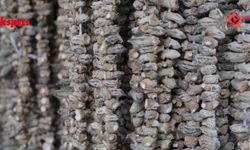 Gaziantep'te bamya mevsimi açıldı