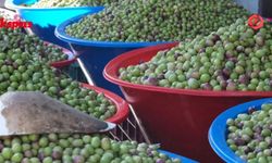 Gaziantep'te yeşil zeytin don vurdu: Fiyatlar sabit kaldı