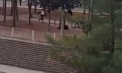 Gaziantep'te zanlı polis tarafından vurularak yakalandı