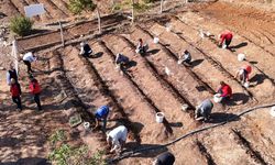 Salep için yeni ekim dönemi başladı