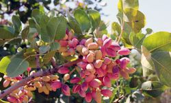 Antep fıstığında Lisanslı Depolamada yeni dönem