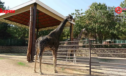 Gaziantep'in maskotu zürafa Şakir hayatını kaybetti