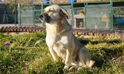 Hayvanlarına mikroçip taktırmayanlara ceza geliyor