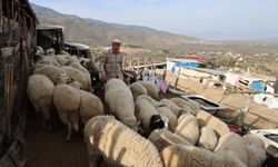 Şap karantinası hayvancılığı vurdu