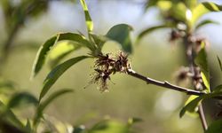 Çiftçiye 220 milyon TL dev destek