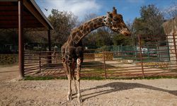 Gaziantep’in sembolü Zürafa Şakir hayatını kaybetti