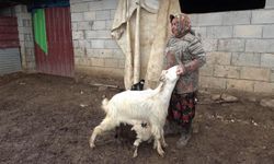 Annesinin kabul etmediği kuzuya keçiler süt anne oldu