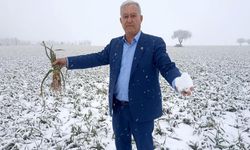 Araban sarımsağında kar bereketi rekolte artışı bekleniyor