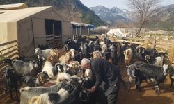 Devlet desteğiyle hayata tutundu