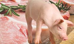 Camide domuz eti yediler