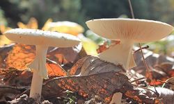 Ölümcül mantar alarmı! 61 ülkede yayılıyor