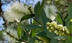 Niaouli Yağı Nedir? Niaouli Yağı Faydaları ve Kullanım Alanları
