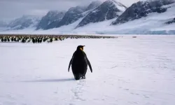 Viral olan Nihilist Penguen’in olayı nedir