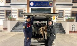 Sahte parayla hayvan alan dolandırıcılar yakalandı