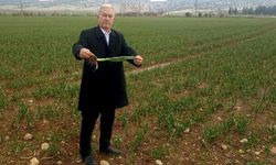 Yağışlar Araban Sarımsağına can suyu oldu